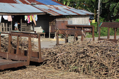 Sugarcane harvested by local workers near the mill in Negros Occidental